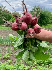 A hand holds a bunch of freshly harvested radishes with leafy greens, set against a vibrant garden scene under a cloudy sky, showcasing the joy of gardening