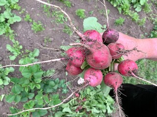 A gardener holds a bunch of freshly picked radishes, their red exteriors contrasting against the...