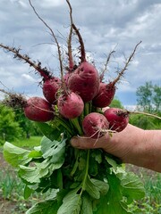 A gardener holds a bunch of freshly harvested red radishes with green leaves, showcasing the earthy texture and vibrant color against a cloudy sky in the background
