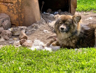 A fluffy dog relaxes in the green grass beside a rusty machine. Soft fur and dirt surround the...