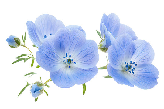 Nemophila Images – Browse 20,781 Stock Photos, Vectors, and Video