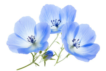 High-resolution Nemophila flower cluster on transparent PNG background – delicate baby blue eyes blossoms ideal for seamless botanical cutouts, wedding invitations and digital scrapbooking