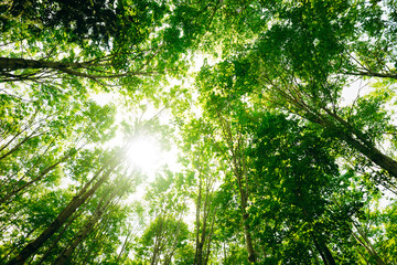 Green forest with sun through leaves and branches in mountains.Earth day,environment,ecology and...