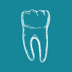 Healthy tooth with roots, tooth anatomy - sketch illustration. Healthcare, and oral hygiene. Outline engraving doodle clipart isolated