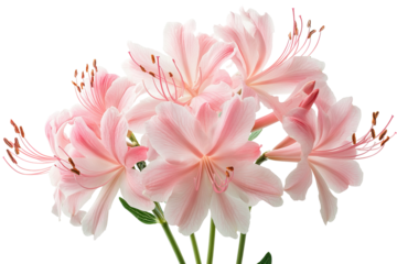 High-resolution nerine flower bouquet isolated PNG on transparent background for seamless botanical cutouts, wedding invitations, sublimation prints and elegant digital floral design projects
