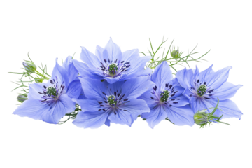 High-resolution Nigella flower cluster PNG with transparent background for seamless botanical cutouts and elegant floral design projects