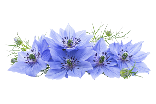 High-resolution Nigella flower cluster PNG with transparent background for seamless botanical cutouts and elegant floral design projects