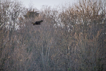 Buse variable en vol au-dessus de la forêt