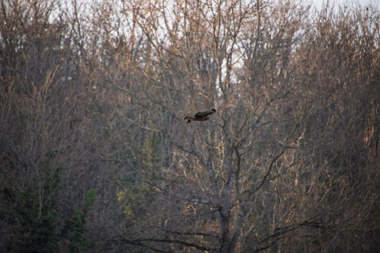 Buse variable en vol au-dessus de la for&ecirc;t