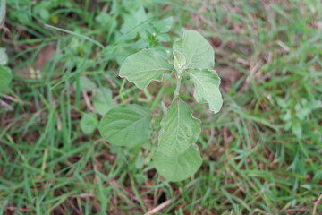 Close-Up of Green Plant Leaves in Natural Outdoor Environment