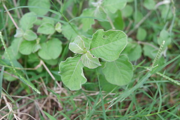 Close-Up of Green Plant Leaves in Natural Outdoor Environment