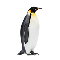 penguin isolated on PNG background.