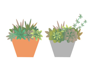 いろいろな種類の多肉植物