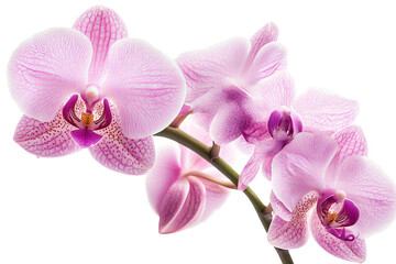 Obraz premium High-resolution orchid flower PNG clipart on transparent background for seamless botanical cutouts, wedding invitations, sublimation prints, digital collage, scrapbook overlays, and elegant floral