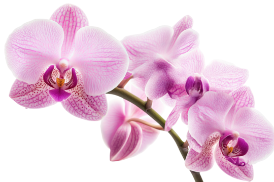 High-resolution orchid flower PNG clipart on transparent background for seamless botanical cutouts, wedding invitations, sublimation prints, digital collage, scrapbook overlays, and elegant floral - Powered by Adobe