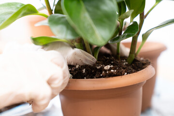 Gardening hands with gloves repotting houseplant in terracotta pot, close up of green foliage and soil, home gardening, indoor plant care, organic lifestyle, eco friendly activity