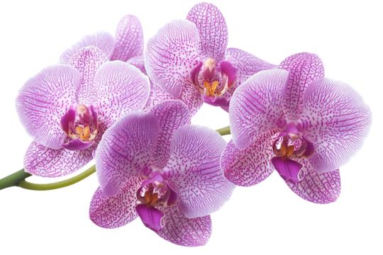 High-resolution orchid flower PNG clipart on transparent background for seamless botanical cutouts, wedding invitations, sublimation prints, digital collage, scrapbook overlays, and elegant floral