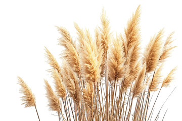 Pampas grass plume bouquet – high-resolution botanical PNG cutout on transparent background ideal for Boho wedding invitations, minimalist wall art, digital collage, and elegant graphic design project