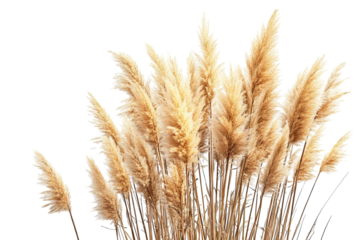 Pampas grass plume bouquet – high-resolution botanical PNG cutout on transparent background ideal for Boho wedding invitations, minimalist wall art, digital collage, and elegant graphic design project
