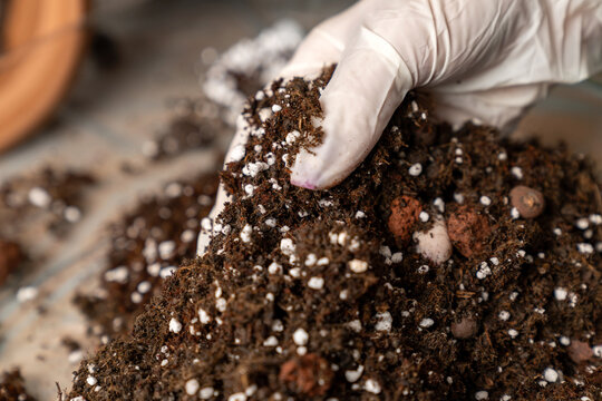 Hand in glove holding organic potting soil with perlite and clay, gardening mix for indoor plants, horticulture or agriculture background. rich substrate for healthy root growth