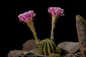 Large beautiful cactus flower booming on black background