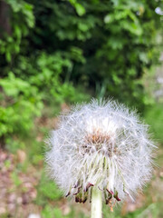 Dandelion Close-Up with Green Forest Background