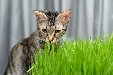 indoor cat eating fresh green cat grass for digestion and hairball relief on wooden floor, natural...