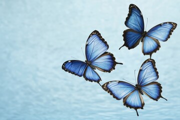 Graceful Blue Butterflies in Flight Over Calm Aquatic Surface