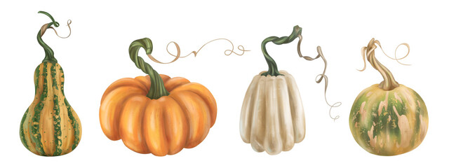 Set of autumn harvest of ripe pumpkin. Fresh farm vegetables, healthy organic food, vegetarianism. Garden plants, agriculture, seasonal plants. Nature, agronomy and rural life. Isolated illustration