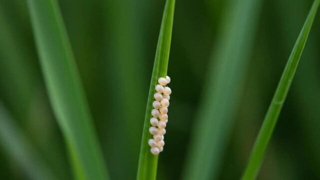 Orblike eggs clinging to a blade