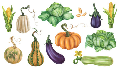 Set of autumn harvest of pumpkins, cabbage, corn, eggplant, zucchini. Fresh farm vegetables, healthy organic food. Garden plants, agriculture. Nature, agronomy and rural life. Isolated illustration