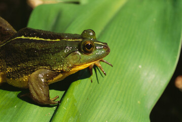 Amphibians green frog rana hexadactyla