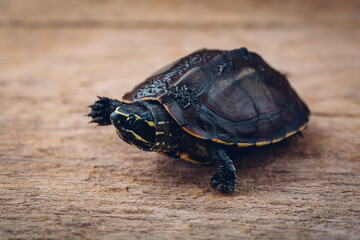 Close-up of a Turtle on a Rustic Wooden Surface in Natural Light