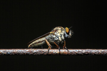 Close-up of Intricate Fly on Metal Bar With Dark Background
