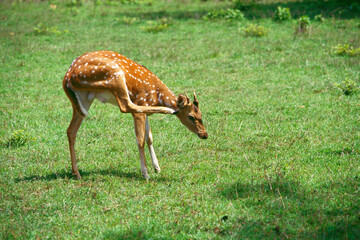 Chital or spotted deer axis axis scratching