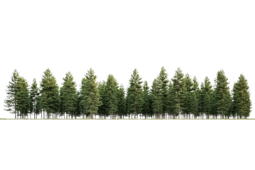 Majestic Pine Forest Line - A Tranquil Nature Scene