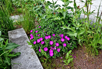 is a perennial growing to a height of 40 cm. It forms a ground rosette of leaves that can form a...
