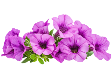 High-resolution vibrant pink petunia blossoms PNG on transparent background for seamless floral cutouts, wedding invitations, digital scrapbooking, sublimation prints and elegant botanical design