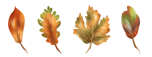 A set of autumn green-orange leaf. Maple, oak, beech, forest leaves. Traditional festival and harvest festival, seasonal plants, park and outdoors. Nature, trees and rural life. Isolated illustration