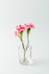 Fresh Pink Carnations in Clear Glass Vase on White Background