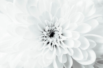 White Flower Blossom Close-Up on Soft Background for Serenity Feel