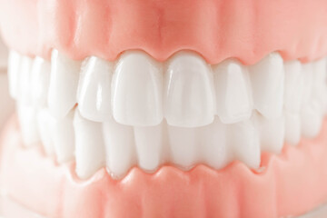 Realistic Model of Human Teeth for Dental Education and Training