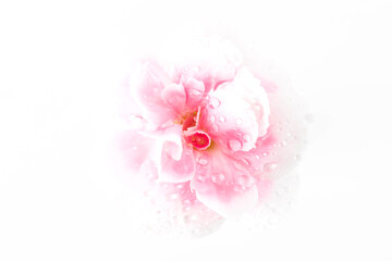 Delicate Pink Flower with Water Droplets on Soft White Background