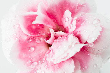 Close-Up of Pink and White Flower with Water Drops on Petals