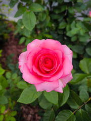 Vivid Pink Rose Bloom in Green Garden Close-up