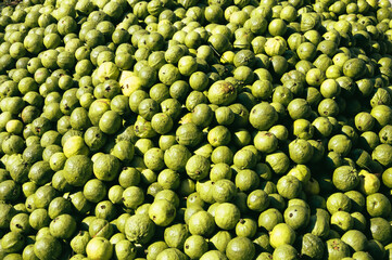 guava fruit for sale 