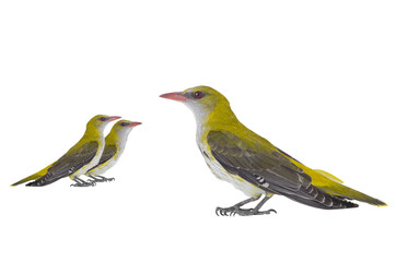 Three Young Eurasian Golden Oriole (Oriolus oriolus) isolated on a white background