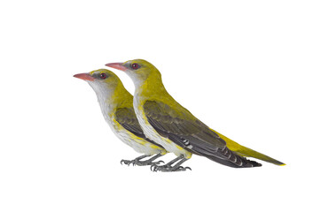 Two Young Eurasian Golden Oriole (Oriolus oriolus) isolated on a white background