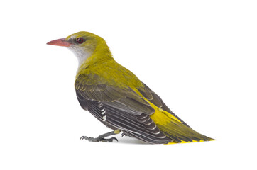  Young Eurasian Golden Oriole (Oriolus oriolus) isolated on a white background