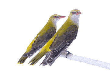 Two Young Eurasian Golden Oriole (Oriolus oriolus) isolated on a white background